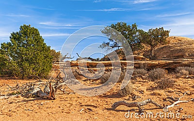 Dead and live trees along of the Pothole Point trail. Canyonlands National Park.Utah.USA Stock Photo