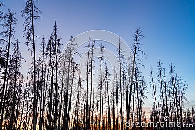 Dead Lodgepole Pine Trees Stock Photo