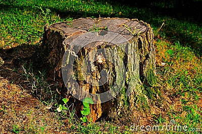 Dead Log Stock Photo