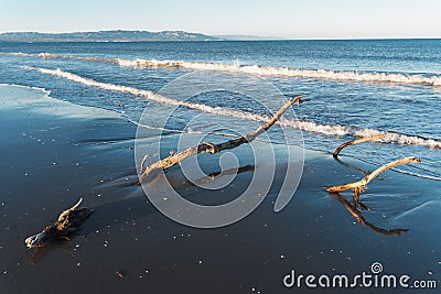 Dead logs stuck in the sand on a beach Stock Photo
