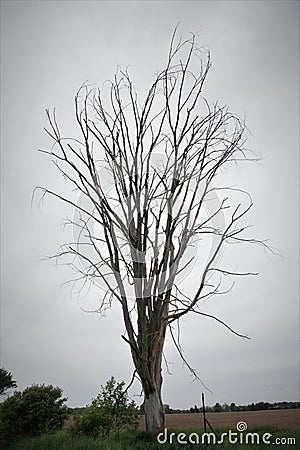 Dead lone tree silhouette grey skies Stock Photo