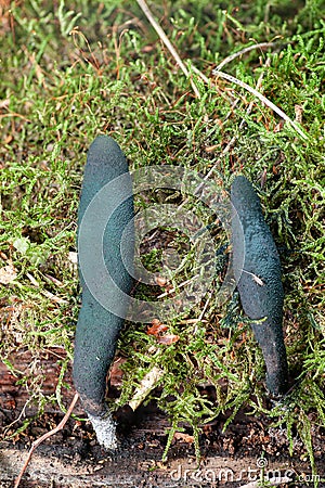 Dead man`s fingers Xylaria polymorpha Stock Photo