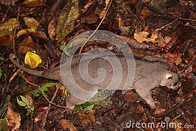 Dead marsupial, kuskus from New Guinea Stock Photo