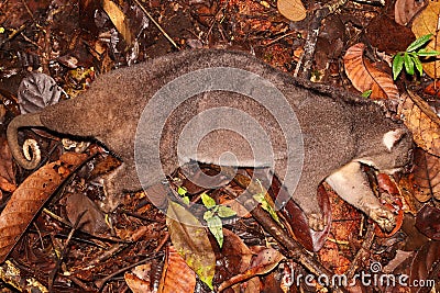 Dead marsupial, kuskus from New Guinea Stock Photo