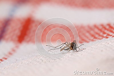 Dead mosquito (family Culicidae) lying on cloth Stock Photo