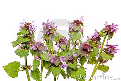 Dead-nettle flowers Stock Photo