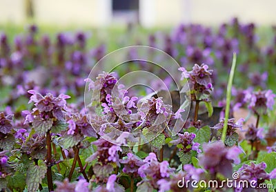 Dead nettles Stock Photo