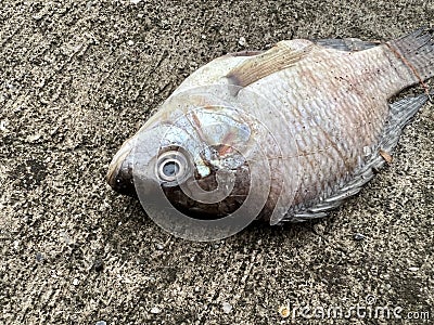 Dead nile fish on cement floor Stock Photo