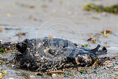 Dead Oil Covered Bird On A Beach Stock Photo