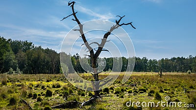 Dead old tree on the moor Stock Photo