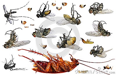 Dead parasitic insects Stock Photo