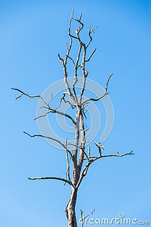 Perennial dead tree Stock Photo