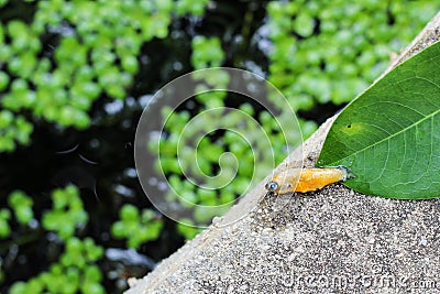 Dead pet fish floating in the fish tank with green duckweed Stock Photo