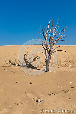 Dead pine tree and dunes on the French Atlantic coast Stock Photo