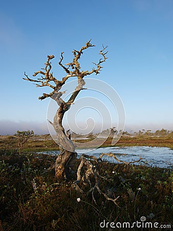 Dead pine tree in a marsh Stock Photo