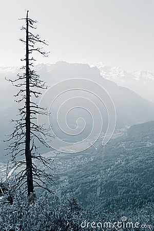 Dead pine tree on mountain landscape Stock Photo