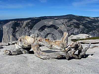 Dead pine tree, Yosemite National Park Stock Photo