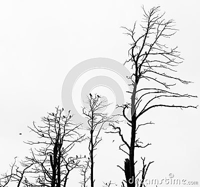 Dead pine trees against sky background Stock Photo