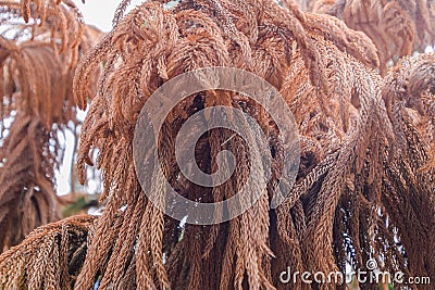 Dead pine trees - close the brown pine leaf Stock Photo