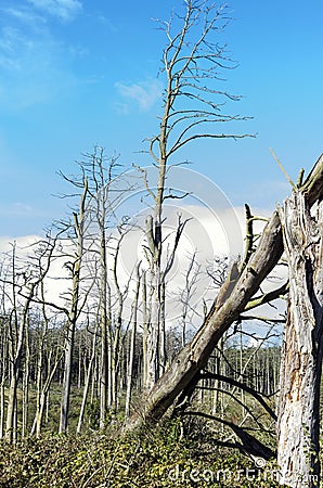 Dead pine trees Stock Photo