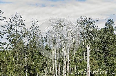 Dead pine trees Stock Photo