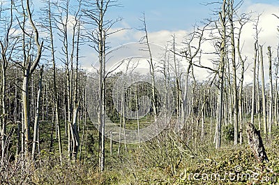 Dead pine trees Stock Photo