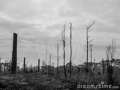 Dead pine trees in the meadow Stock Photo