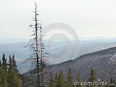 Dead pine trees Stock Photo