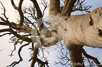 Dead pine trunk Stock Photo