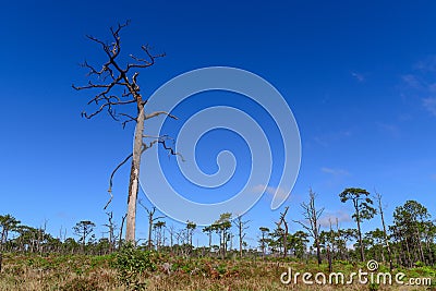 Dead pine from wildfire against blue sky. Stock Photo