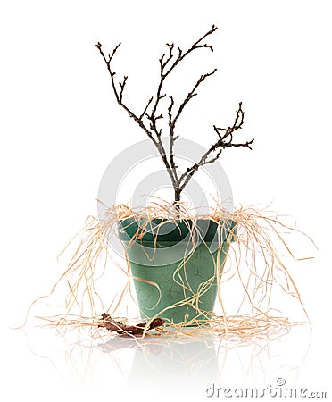 Dead plant Stock Photo