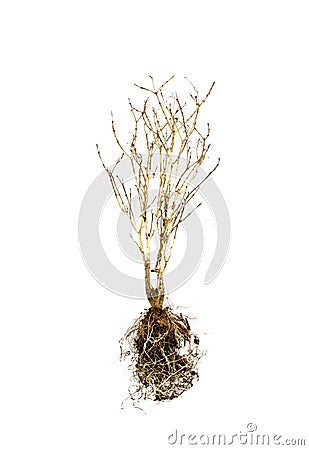 Dead plant Stock Photo