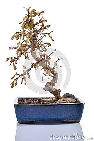 Dead plant (Carmona) in a bonsai pot isolated. Stock Photo