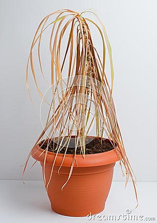 Dead plant in a pot. Dracaena. White background. Vertical photo Stock Photo