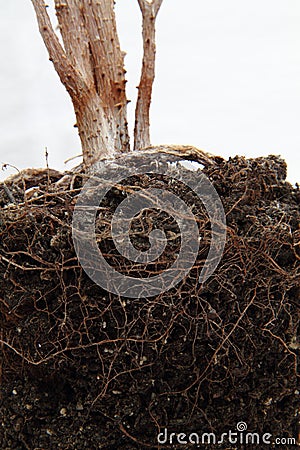 Dead plant with roots in soil Stock Photo