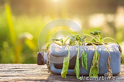 Dead plant or vegetable in plastic bottle on wooden table with s Stock Photo