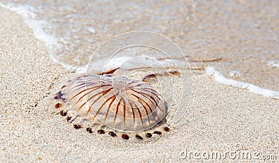 Dead poisonous compass jellyfish, Chrysaora hysoscella on the sandy shore, thrown away by the sea waves. Expansive species, danger Stock Photo