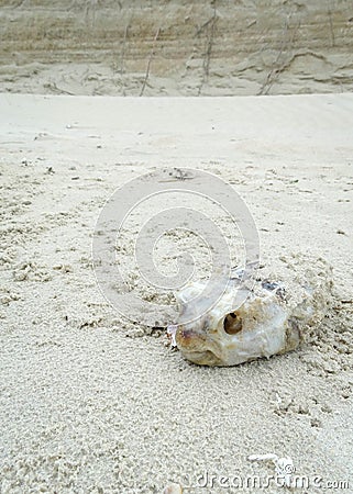 dead puffer fish on the beach sand Stock Photo
