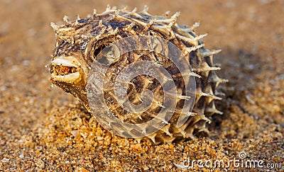 Dead Puffer Fish Washed up on Beach. Long-spine porcupinefish also know as spiny balloonfish - Diodon holocanthus on beach sand Stock Photo