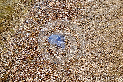 Dead Rhizostomae mudusa lies on a sandy-shell beach in Zalizny Port Kherson region, Ukraine. Blue jelly slime on the Black Sea Stock Photo