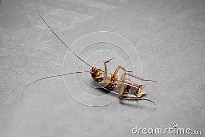 Dead Roach Color Accent Stock Photo