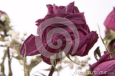 Dead Rose Stock Photo