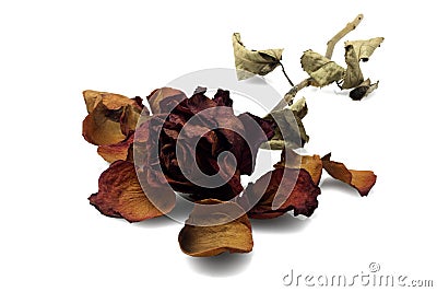 Dead Rose Stock Photo