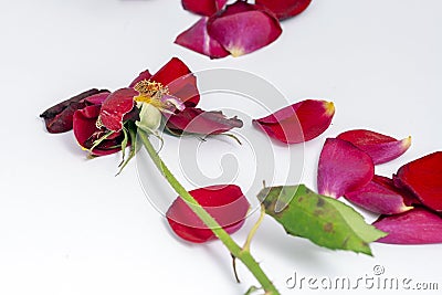 Dead rose with petals on white background Stock Photo