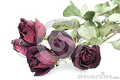 Dead roses Stock Photo