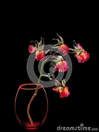 Dead roses in vase isolated on black Stock Photo