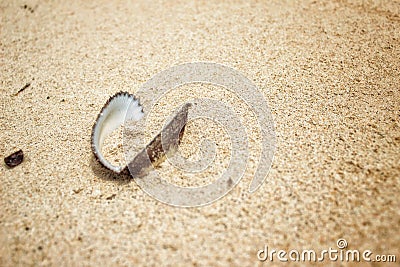 dead sand clam shells on the beach Stock Photo