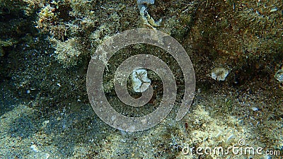 Dead scarlet coral or pig-tooth coral, european star coral (Balanophyllia (Balanophyllia) europaea) undersea Stock Photo