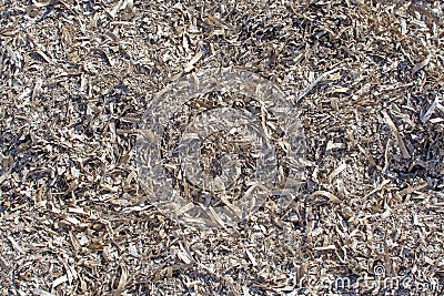 Dead seagrass surface texture closeup background Stock Photo