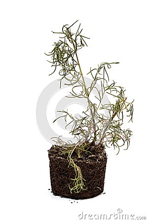 Dead and shriveled plant in a plastic pot isolated on white Stock Photo